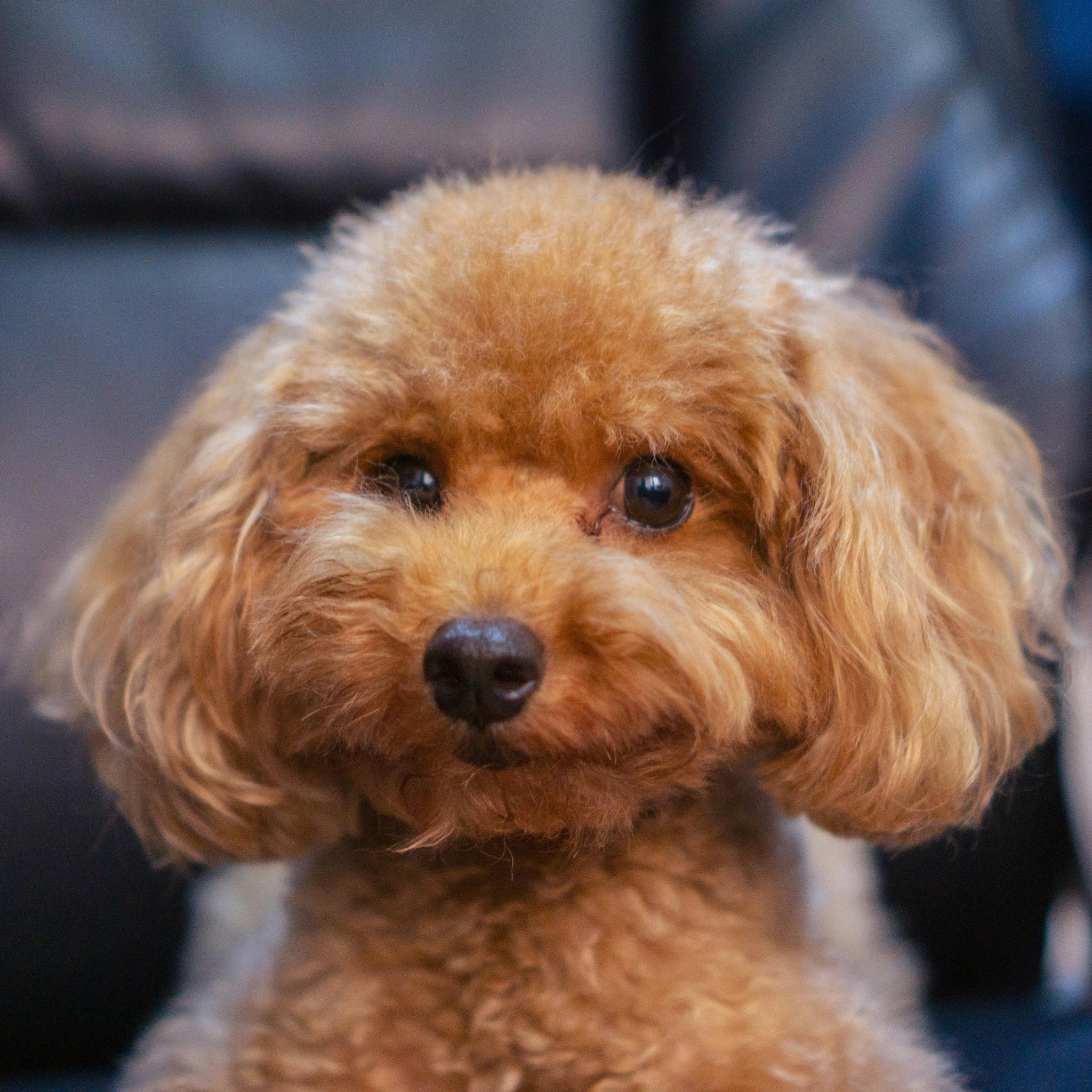 Dapper Paws grooming